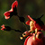 Heckenrose